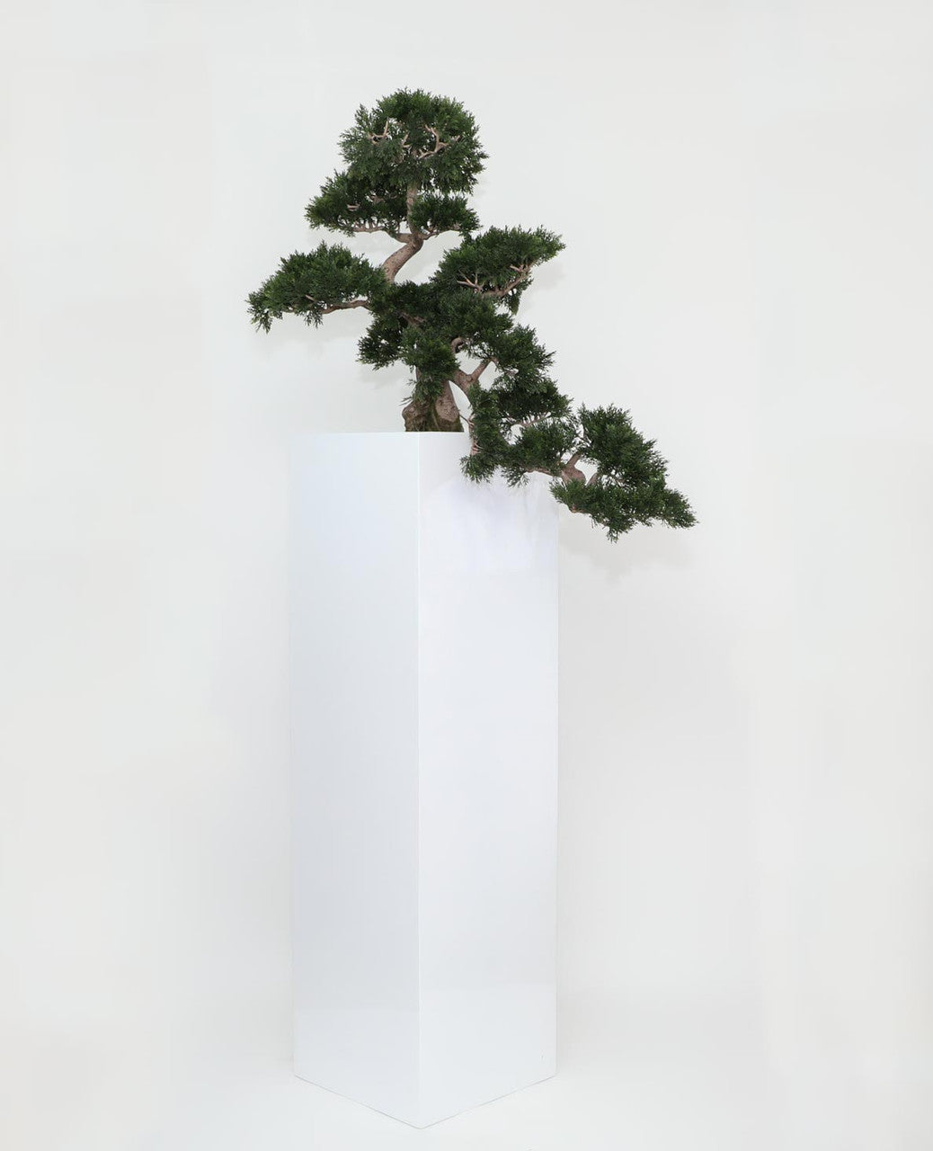 Cedar Bonsai in Yong Planter