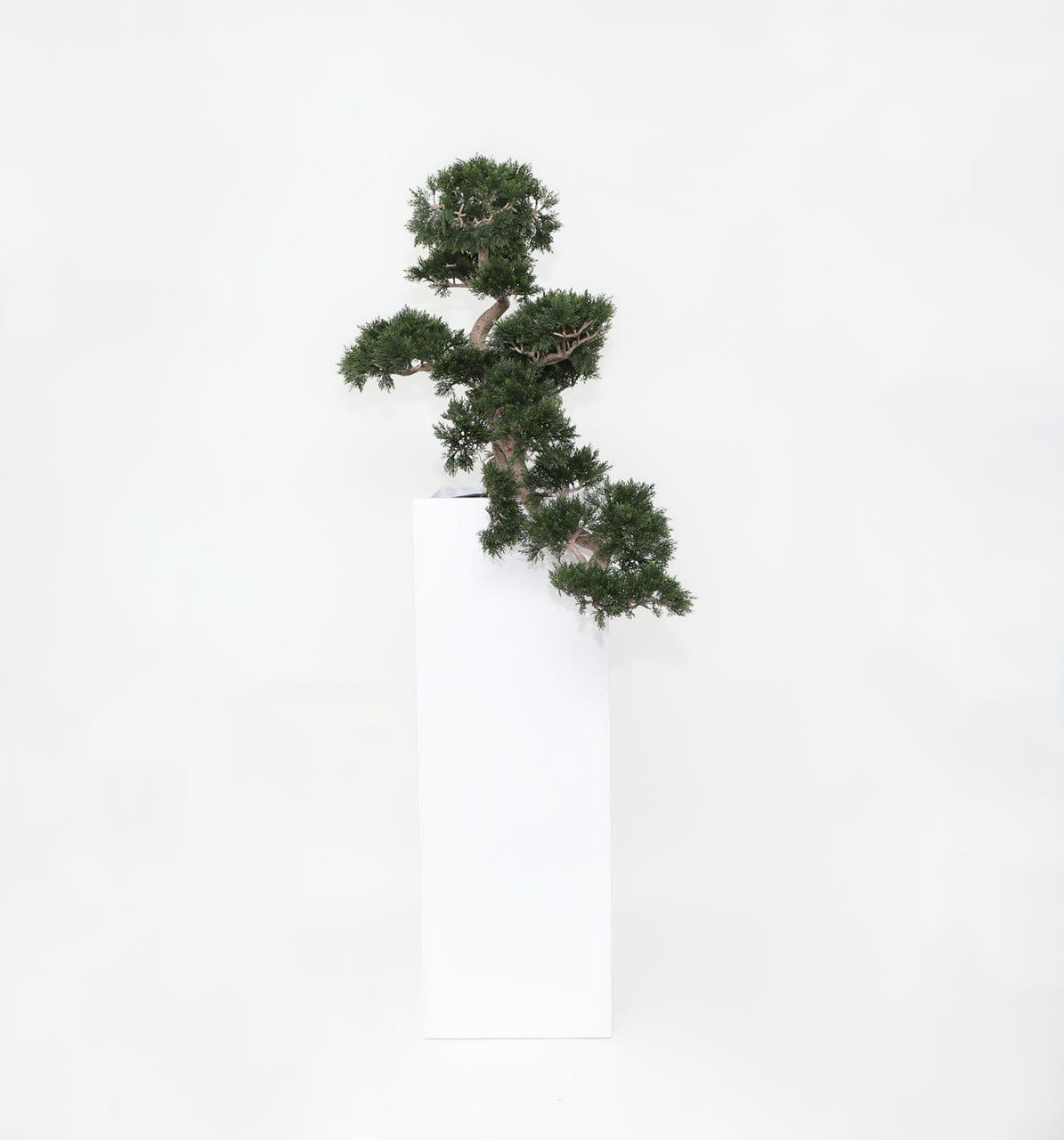 Cedar Bonsai in Yang Fiberglass Planter