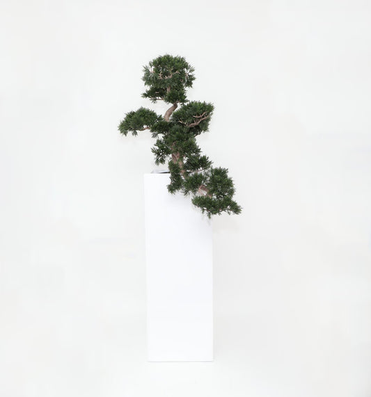 Cedar Bonsai in Yang Fiberglass Planter