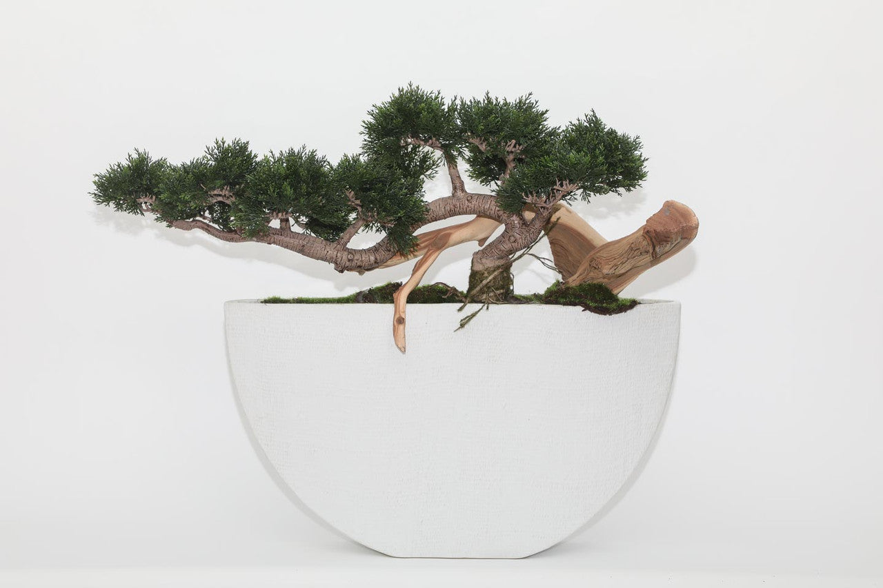 Trailing Cedar Bonsai in Envelope Ceramic Vase