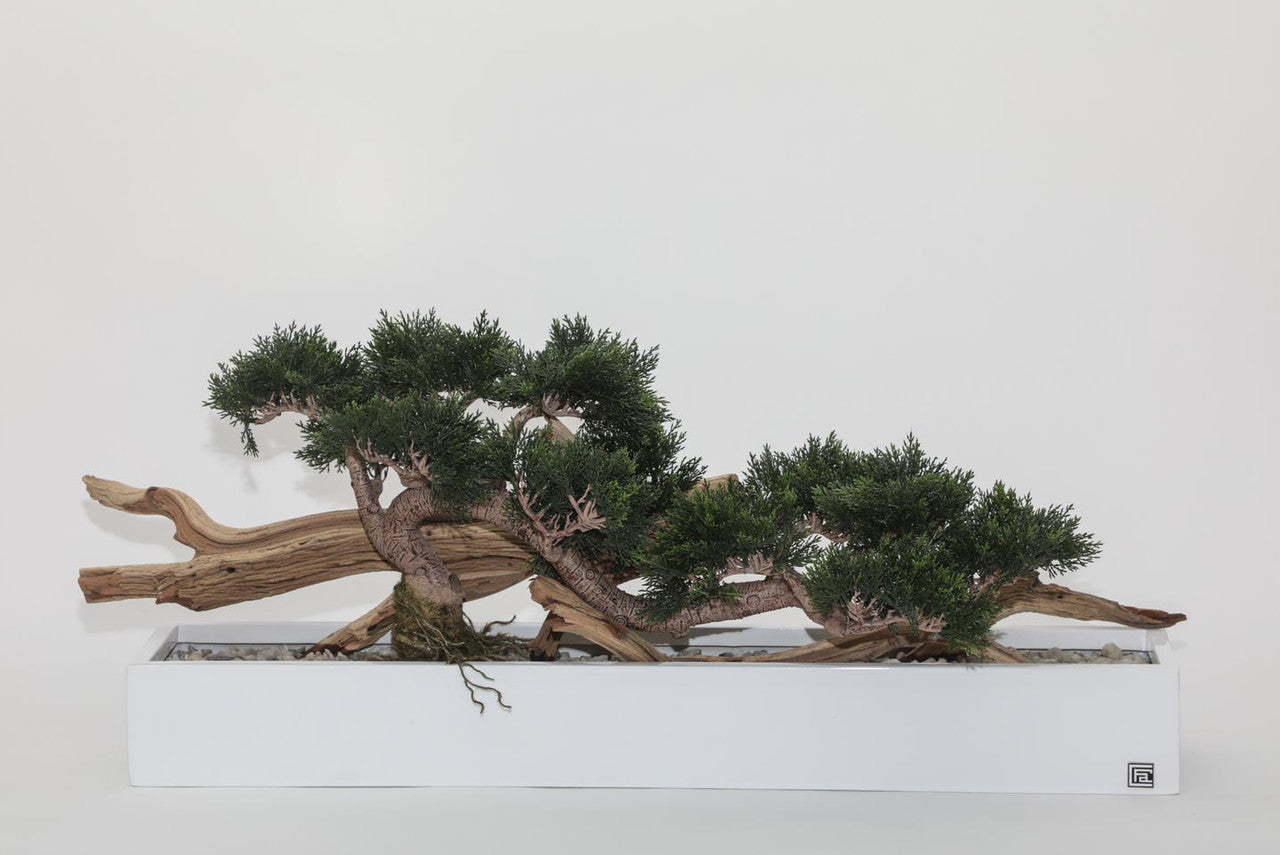 Trailing Cedar Bonsai in Balcony Planter