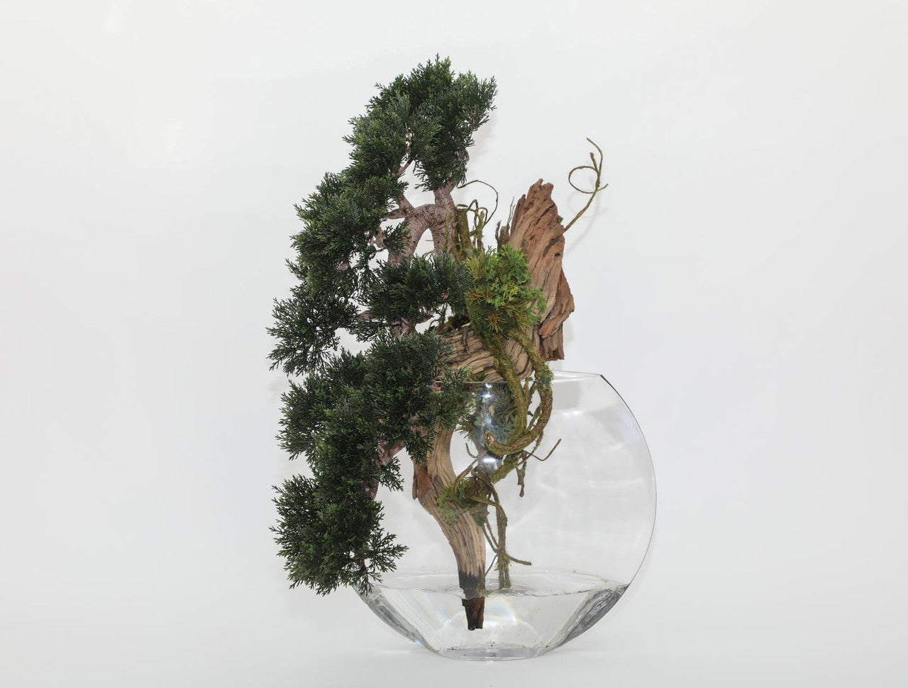 Trailing Cedar Bonsai in Glass Moon Vase