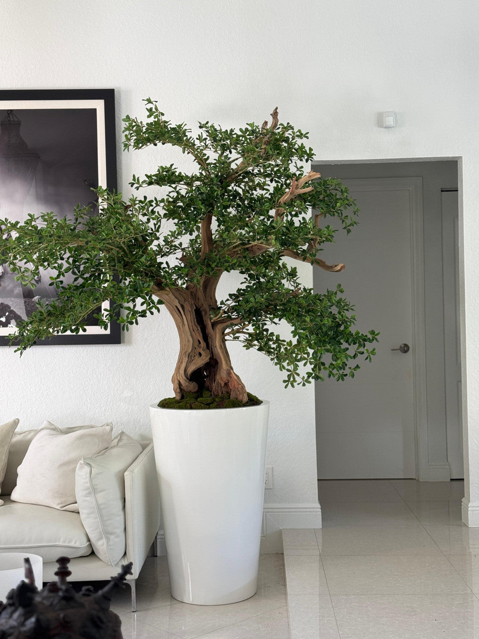 Artificial Black Olive Bonsai Tree in Glossy White Belle Planter
