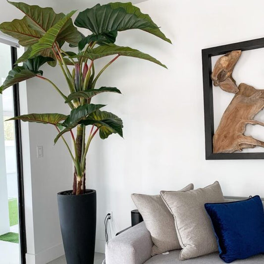 Red Prince Alocasia with Ashton planter in black