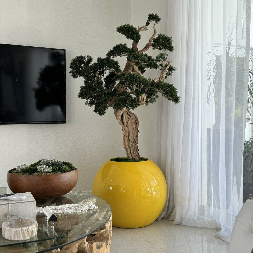 Trees and plants trailing bonsai in saffron yellow globe