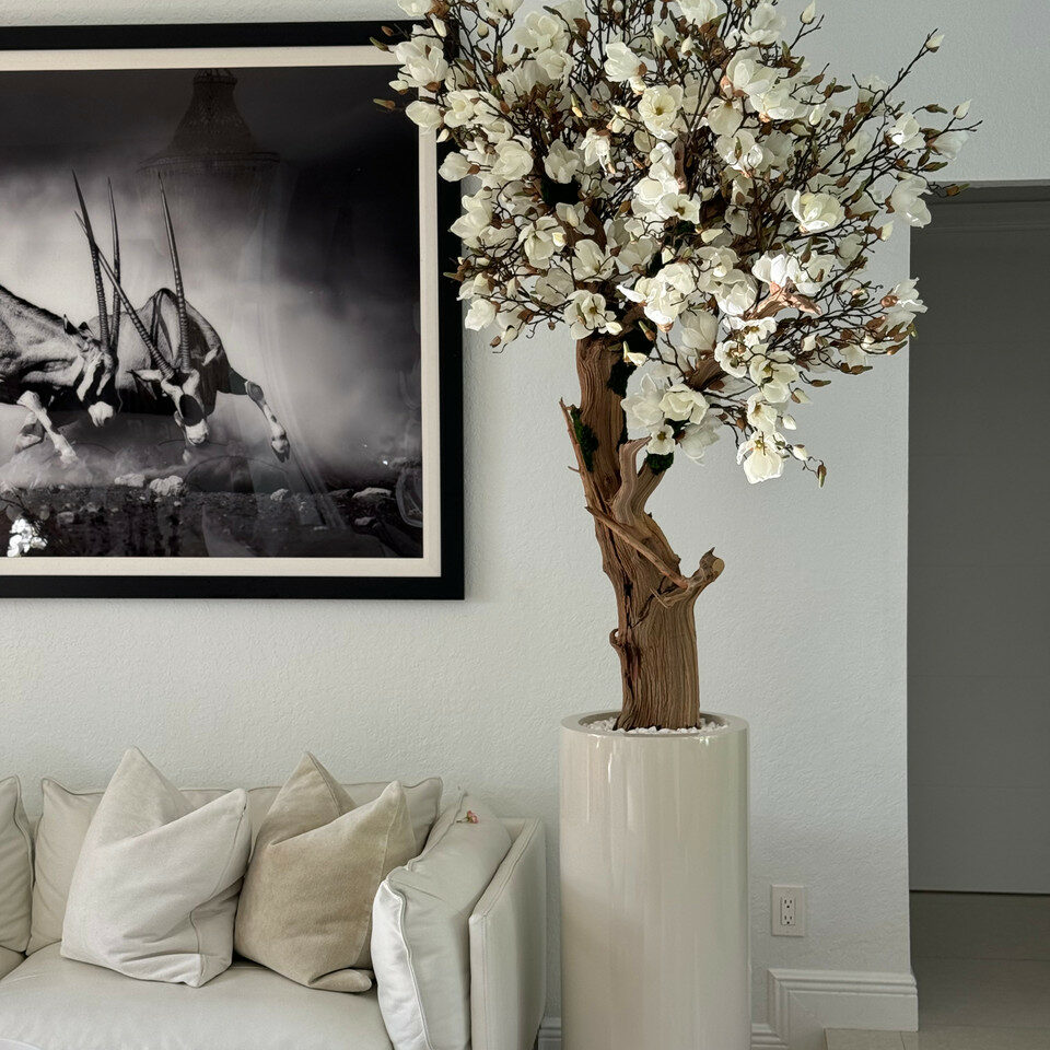 Most popular 8ft white magnolia tree in glossy beige st tropez planter