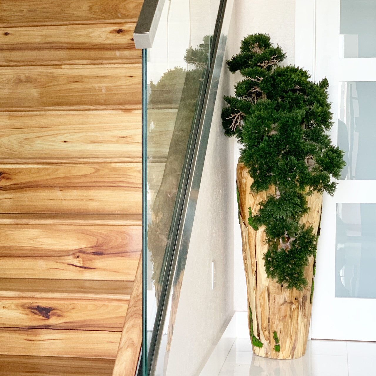 Extra Large Trailing Cedar Bonsai on One-of-a-Kind Teak Planter