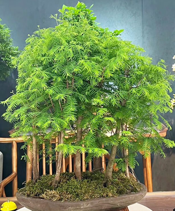 Bonsai Dawn Redwood