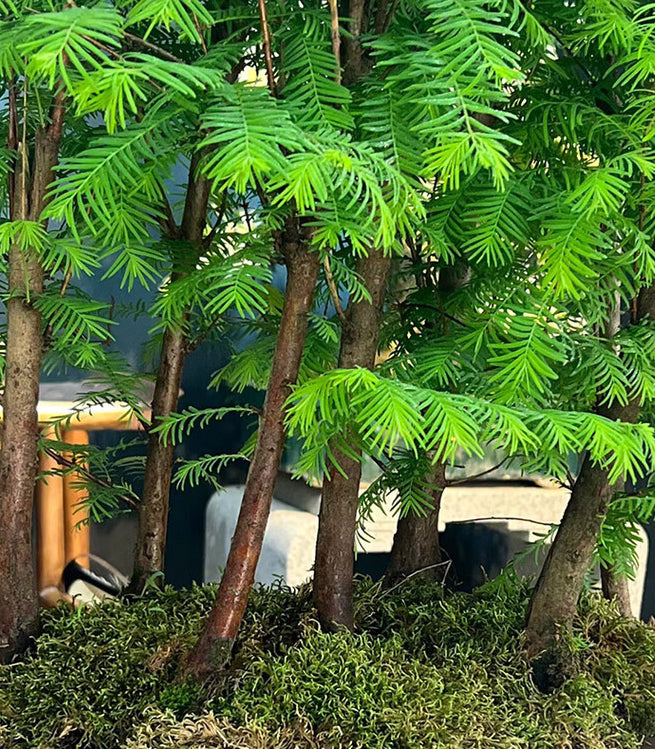 Bonsai Dawn Redwood