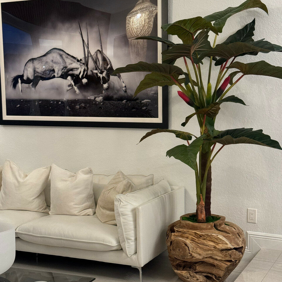Oversized Teak Bowl with Alocacia Plant