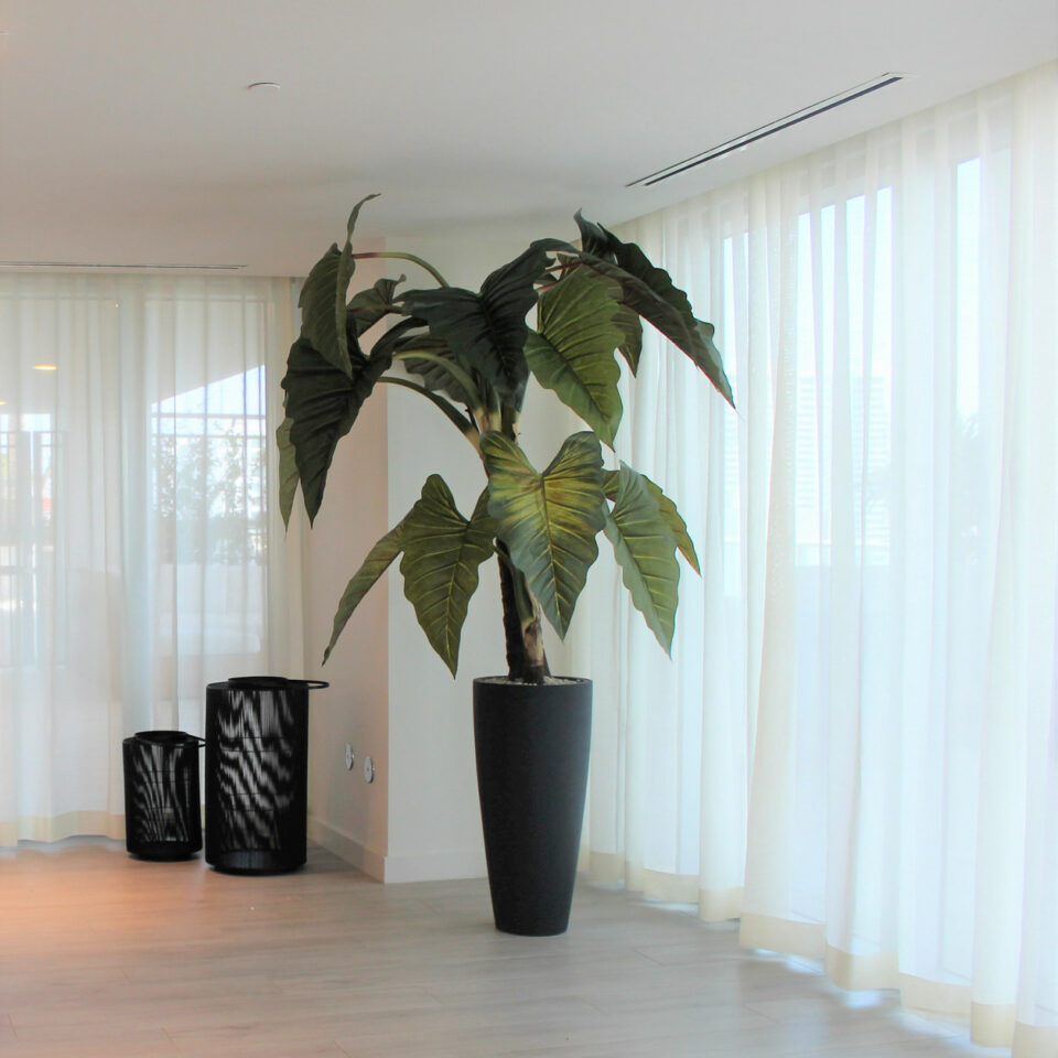 Red Prince Alocasia with Ashton planter in black