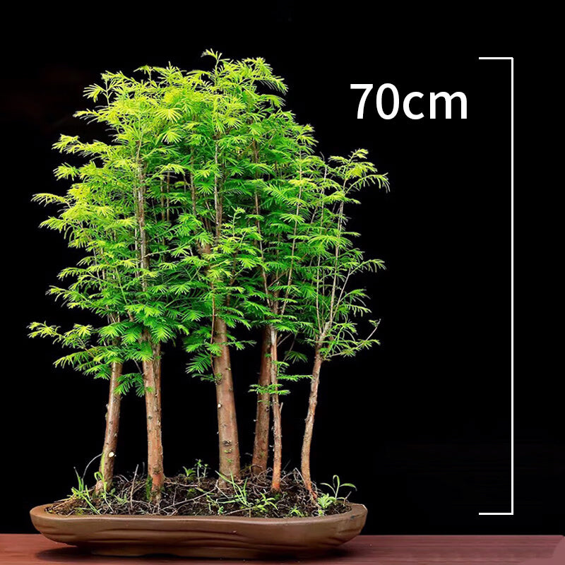 Bonsai Dawn Redwood
