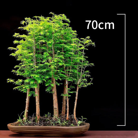 Bonsai Dawn Redwood