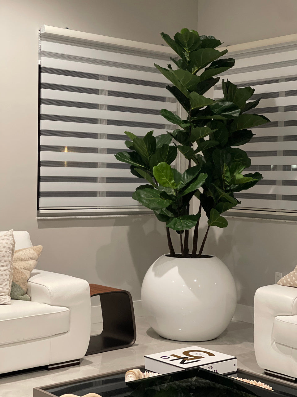 Pot de fleurs sphérique de 30″ avec Ficus lyrata