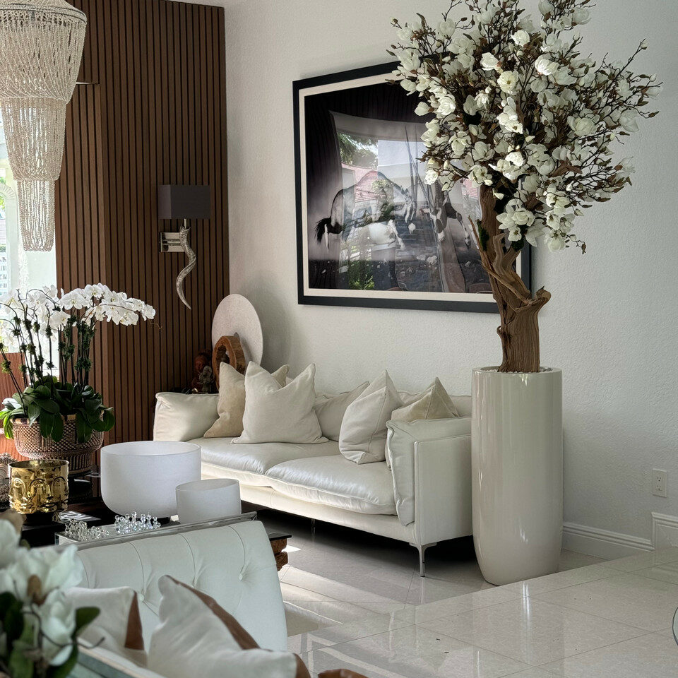 Most popular 8ft white magnolia tree in glossy beige st tropez planter