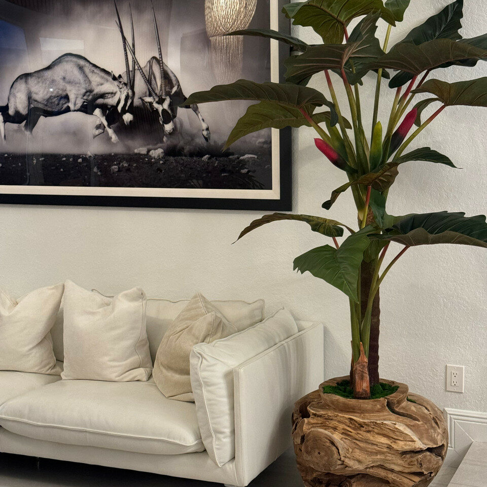 Oversized Teak Bowl with Alocacia Plant