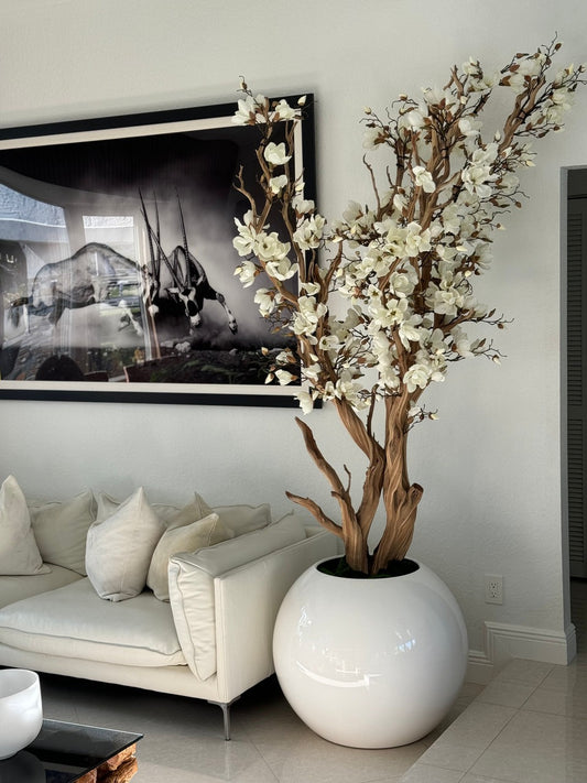 White Magnolia Tree in 30′′ Glossy White Globe Planter