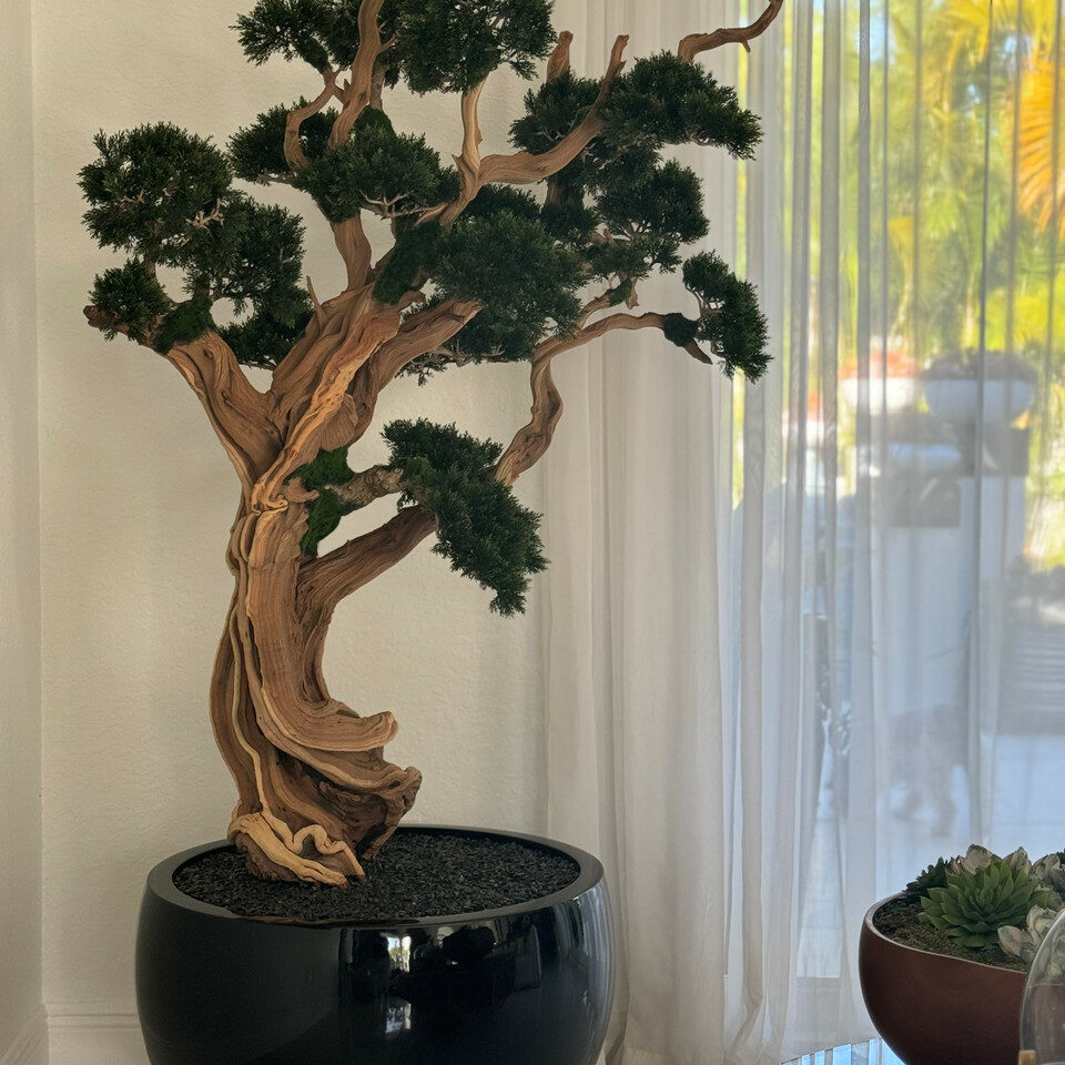 Trailing Bonsai in Glossy Black Tarragona Planter