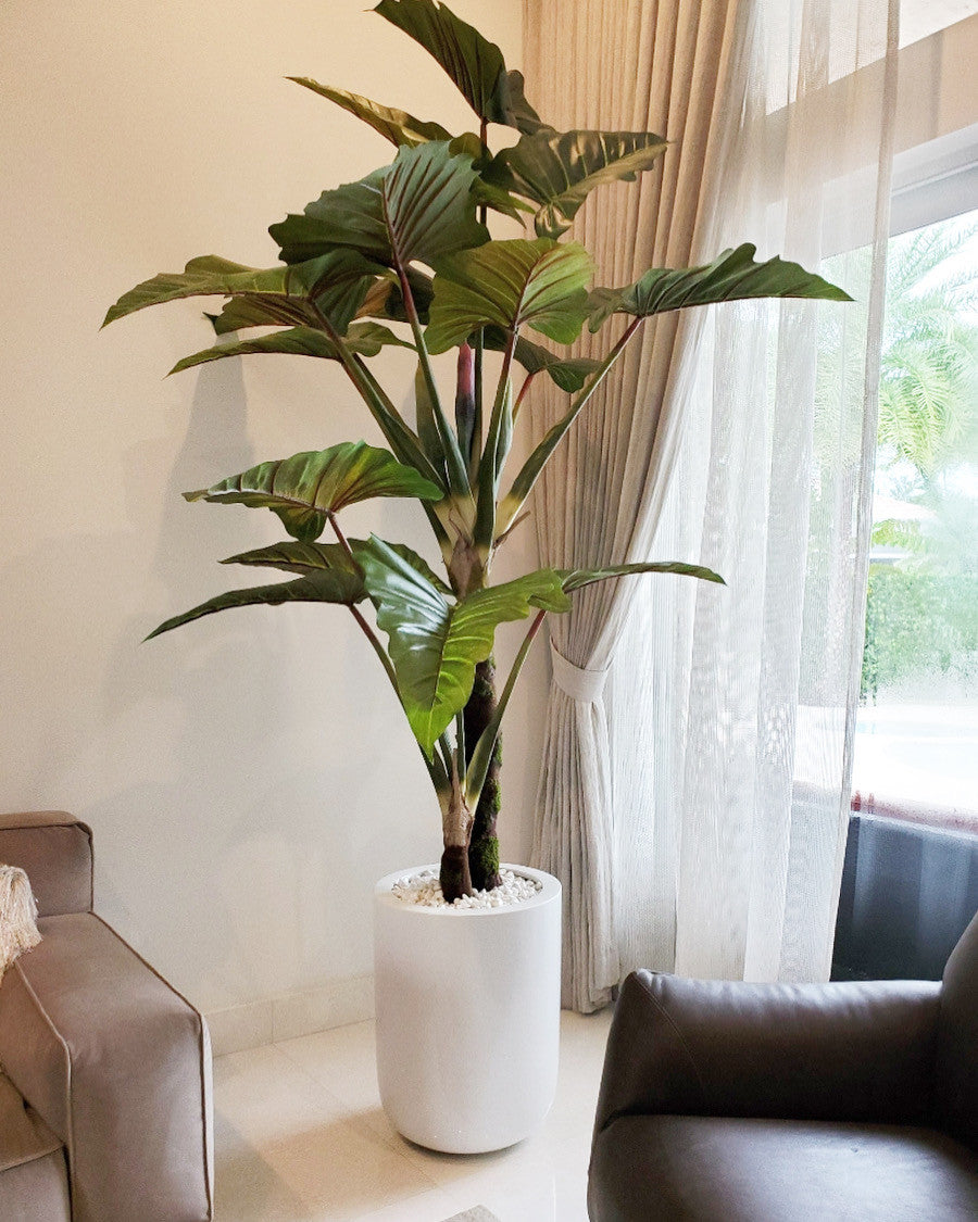 Red Prince Alocasia with Dice XL planter