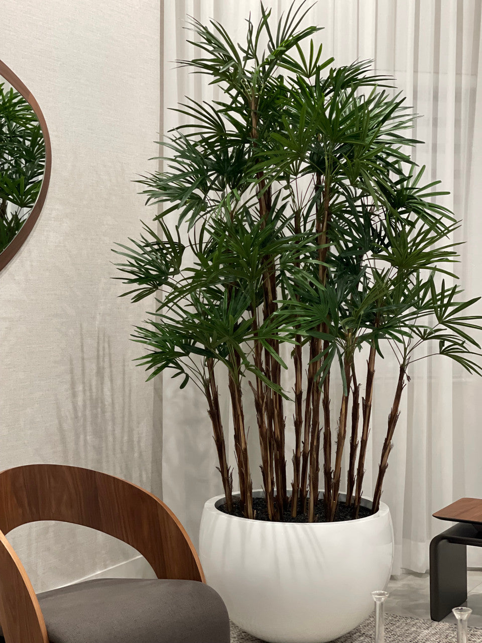 White Terragona Planter with Lady Palm