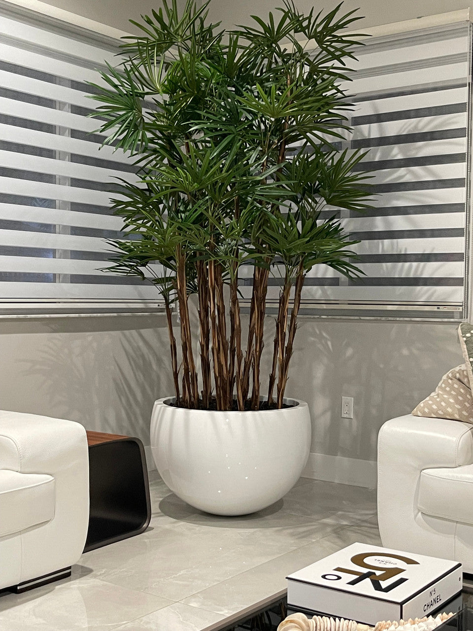 White Terragona Planter with Lady Palm