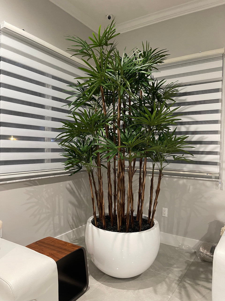 White Terragona Planter with Lady Palm