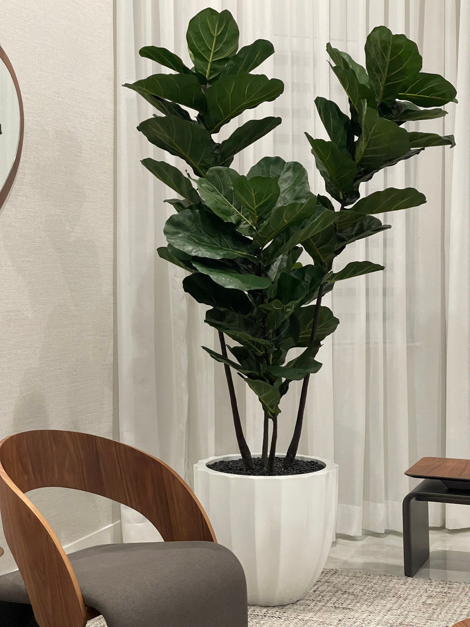 Santa Barbara Planter with  Planter with Fiddle Tree