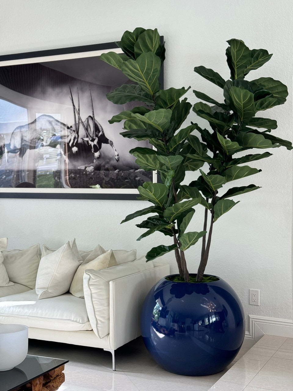 Jardinière globe bleue de 76 cm avec Figuier lyre
