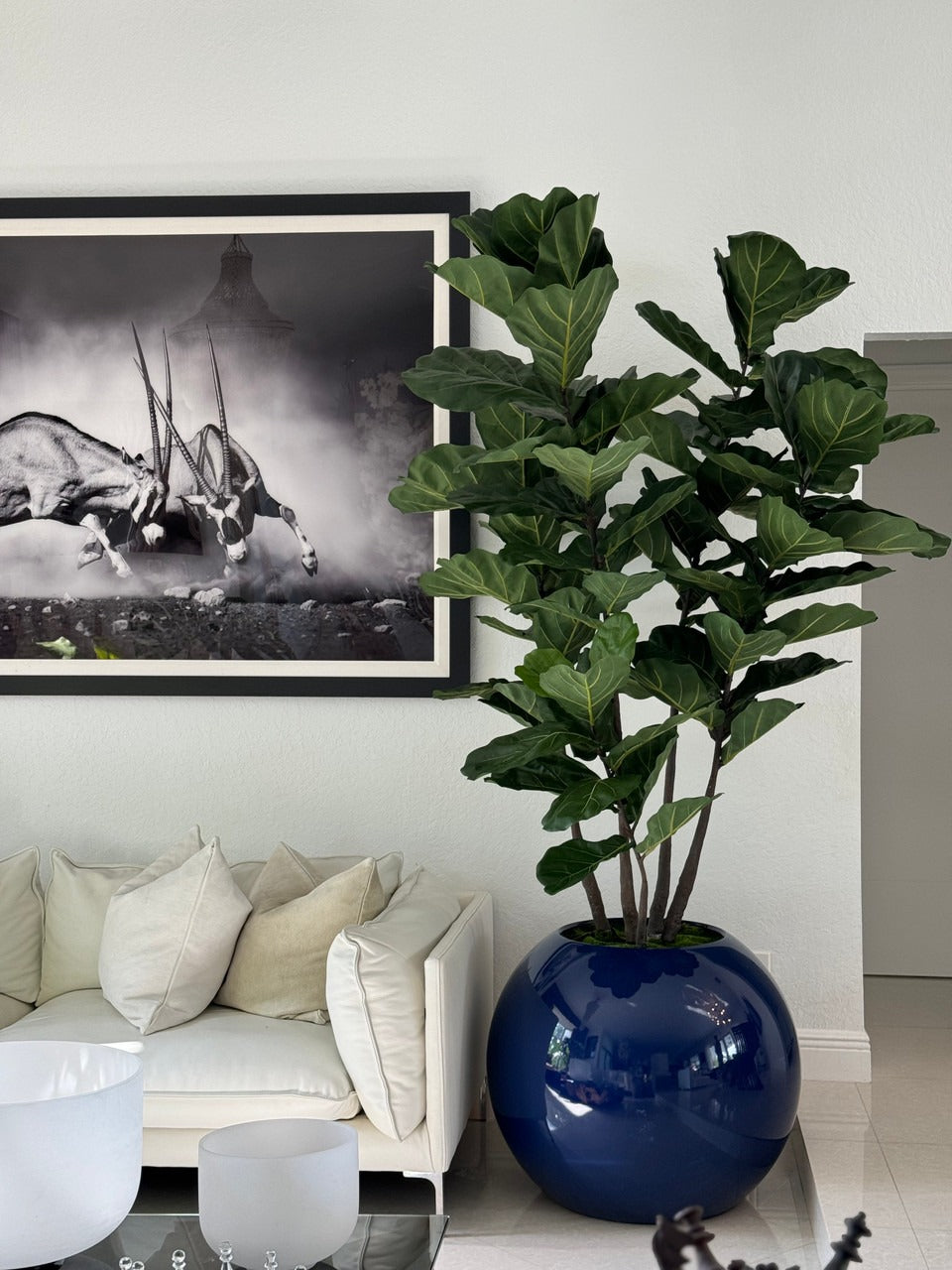 Jardinière globe bleue de 76 cm avec Figuier lyre