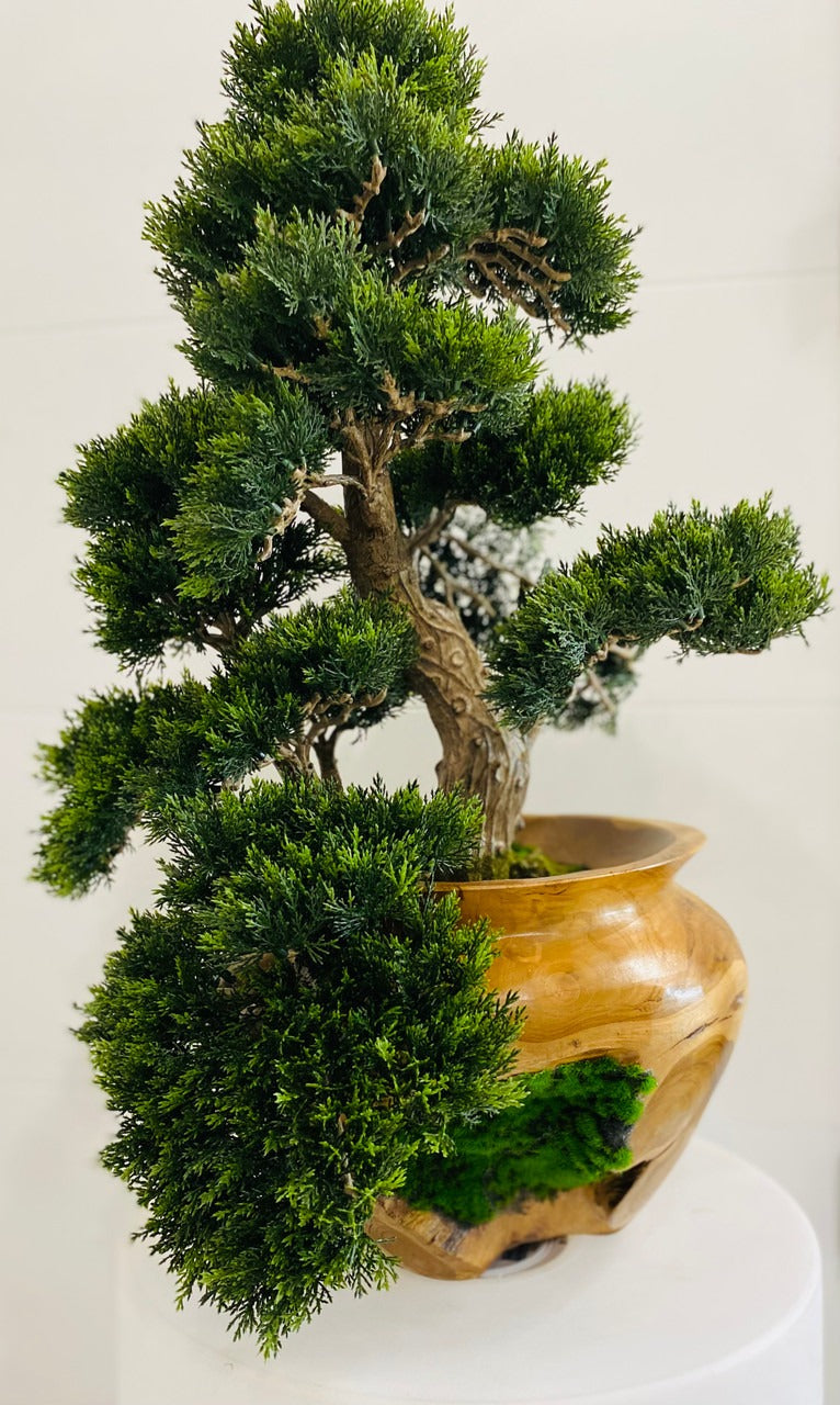 Small Bonsai Tree in Hand Carved Teak Vase