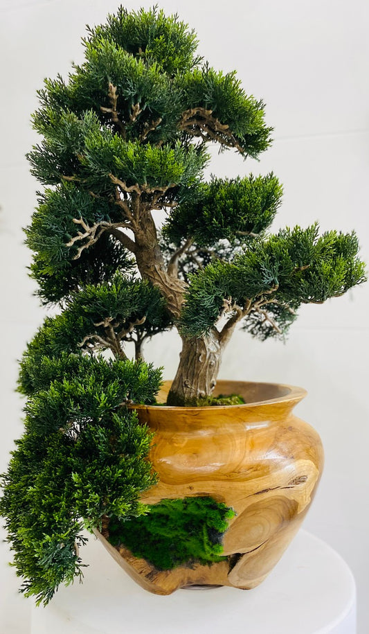 Small Bonsai Tree in Hand Carved Teak Vase