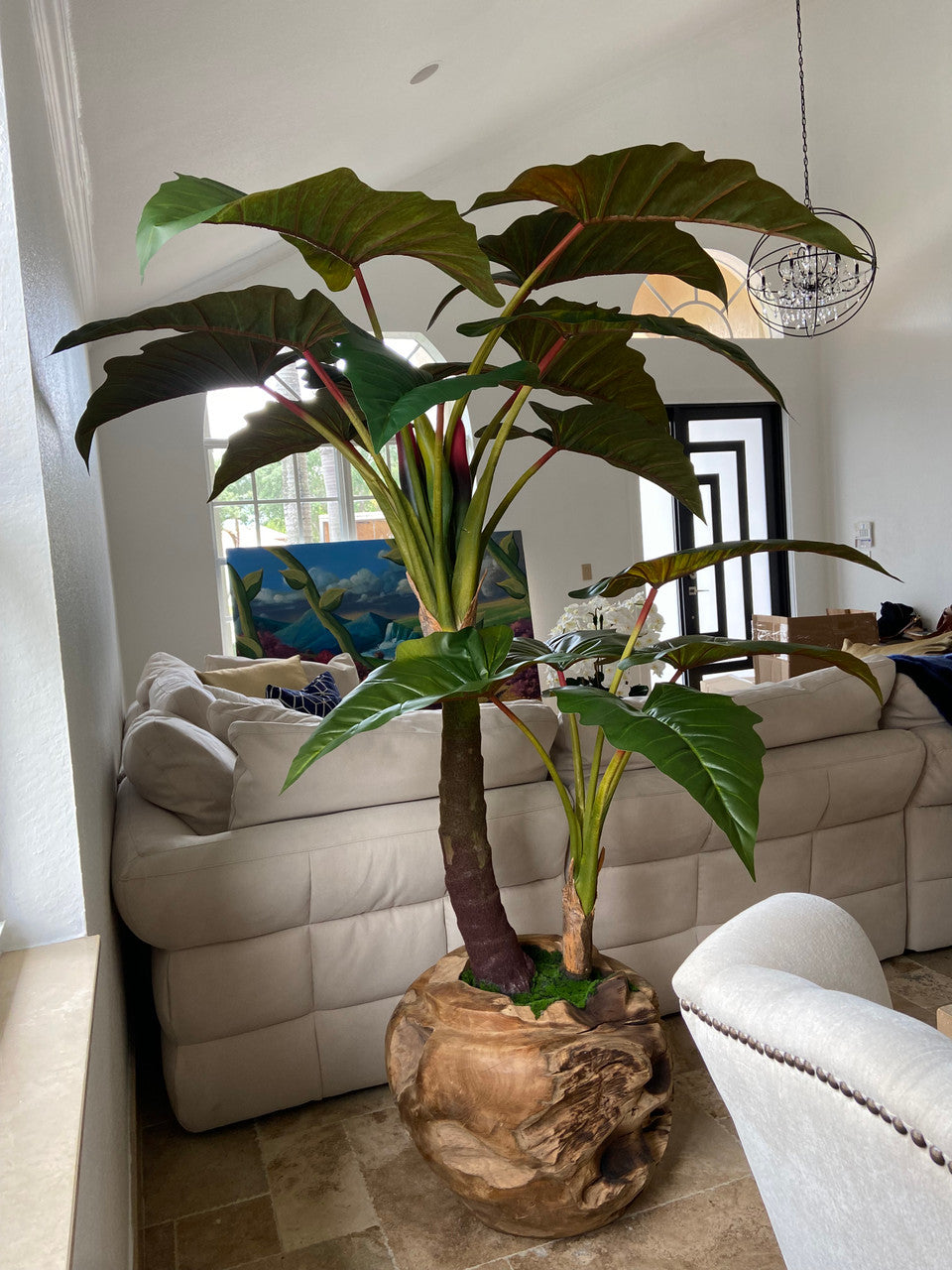 Oversized Teak Bowl with Alocacia Plant