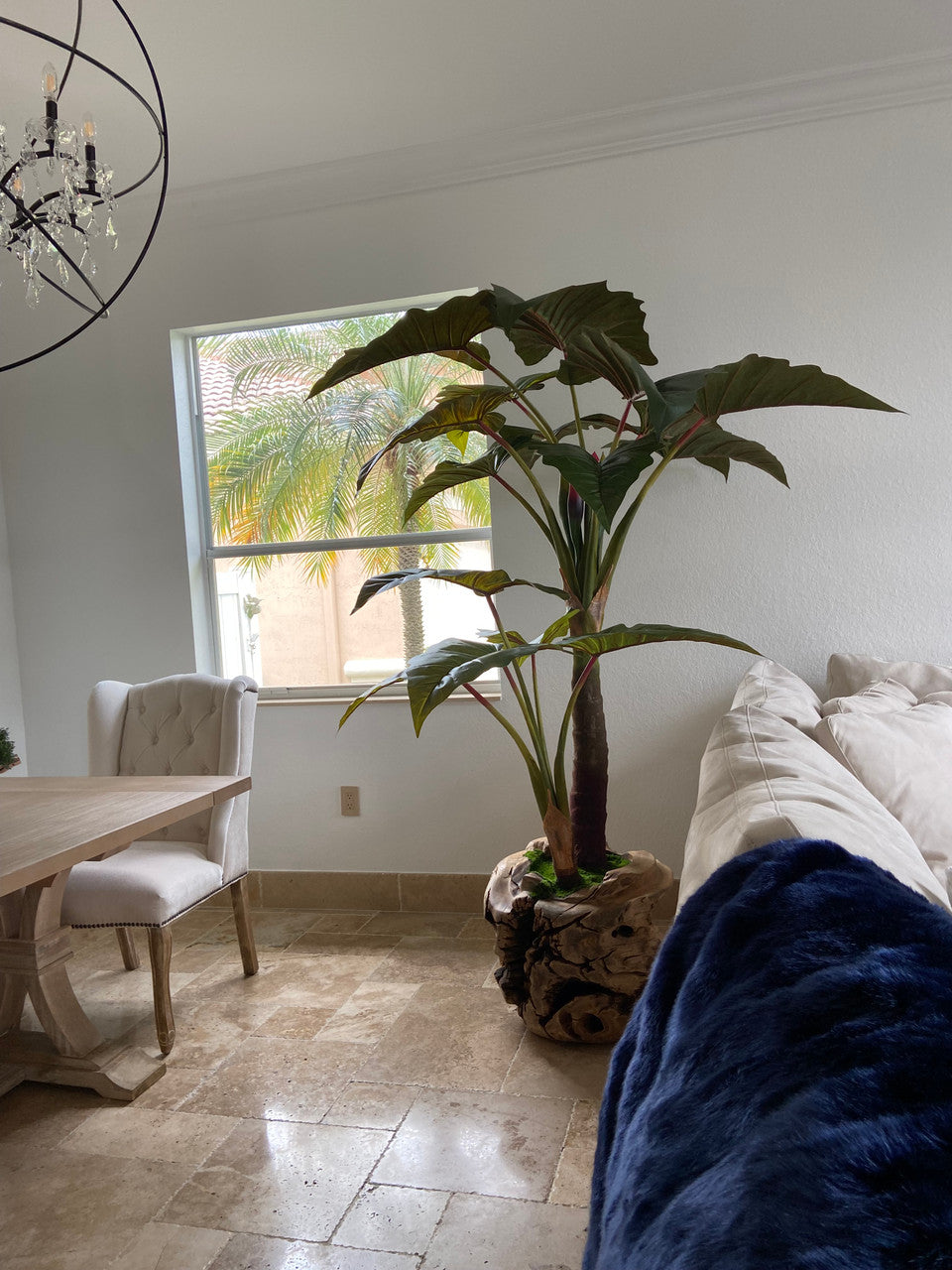 Oversized Teak Bowl with Alocacia Plant