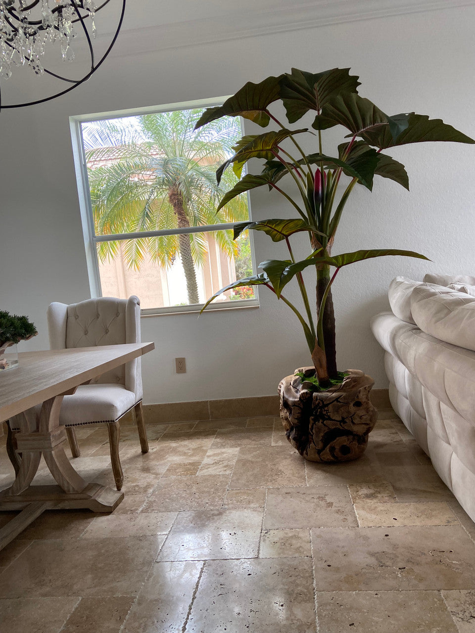 Oversized Teak Bowl with Alocacia Plant
