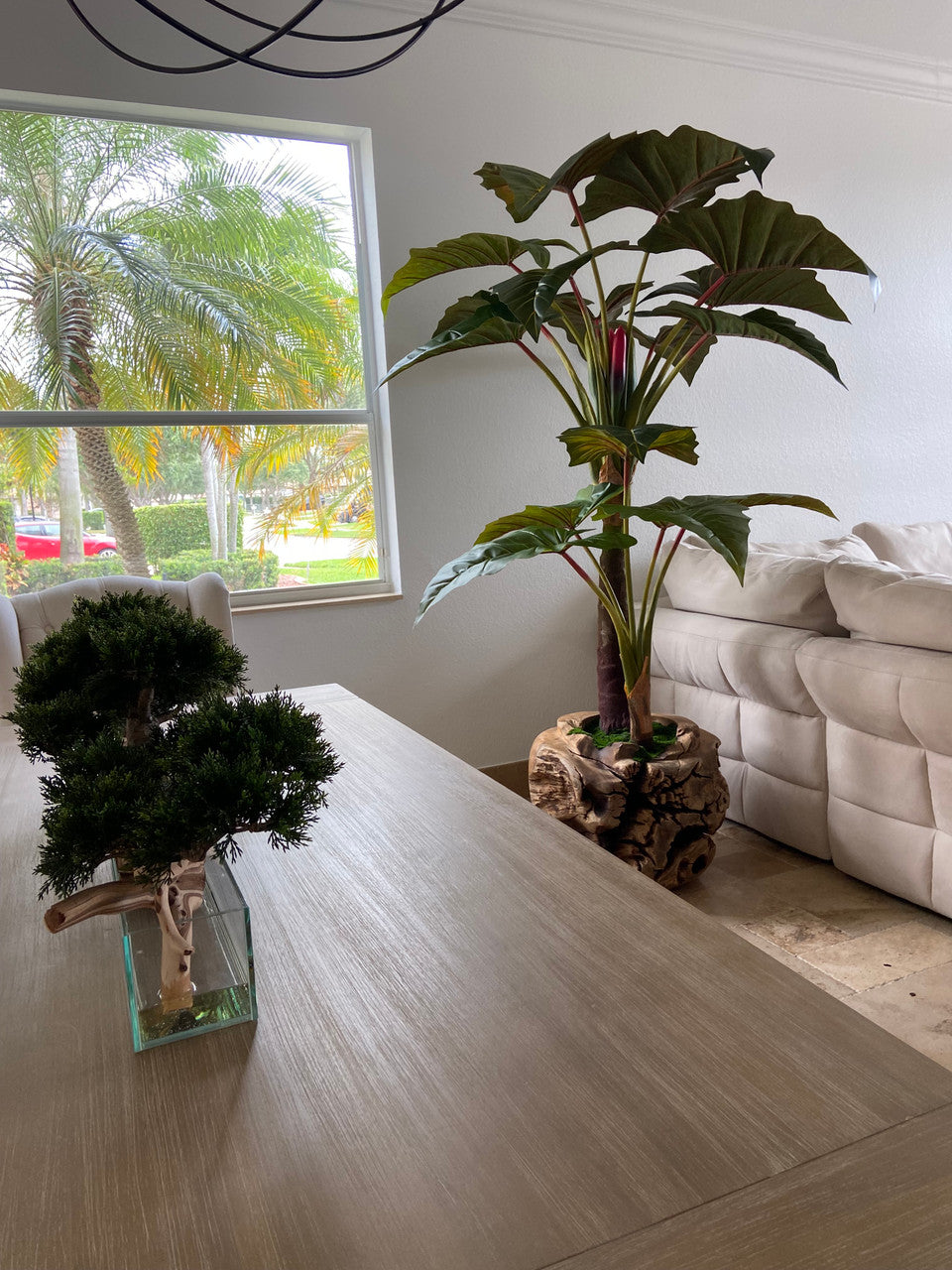 Oversized Teak Bowl with Alocacia Plant