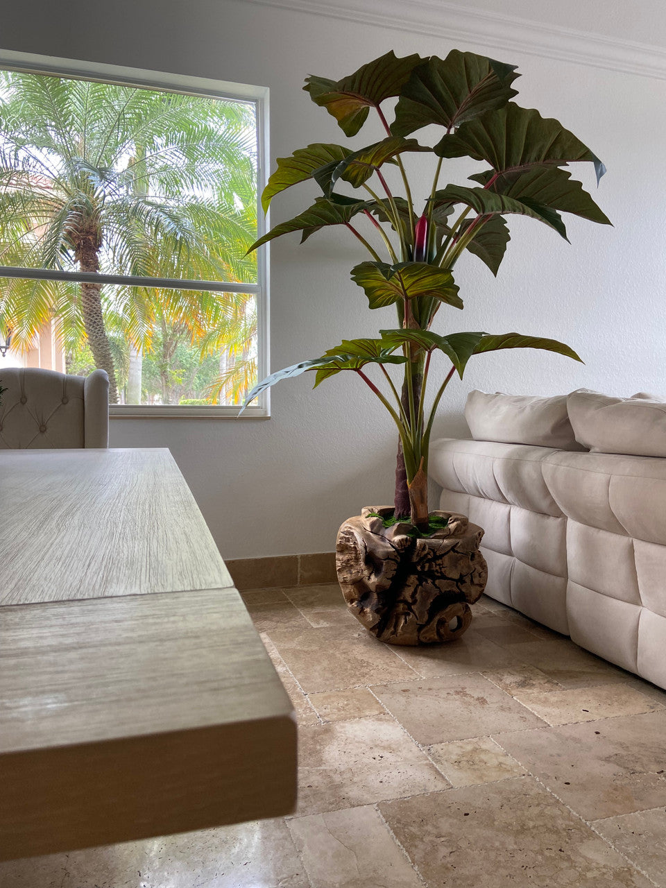 Oversized Teak Bowl with Alocacia Plant
