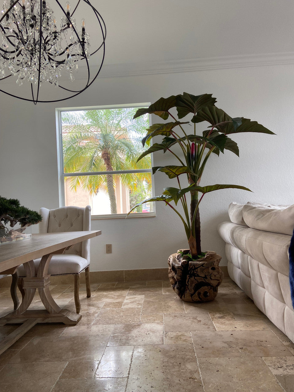 Oversized Teak Bowl with Alocacia Plant