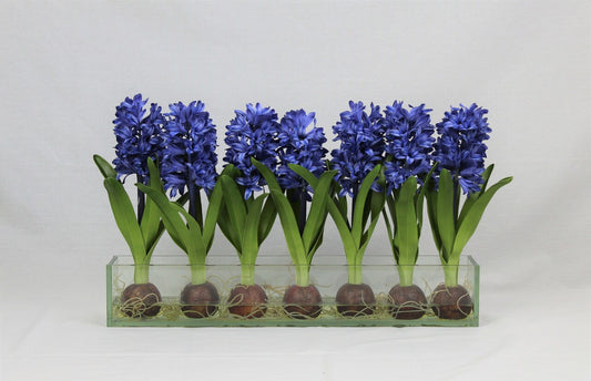 Jardinière en verre Casa Moderna 24 po avec jacinthes bleues (rupture de stock)