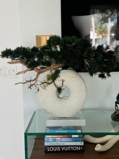 Medium Eternity Vase with Trailing Bonsai Tree and Driftwood
