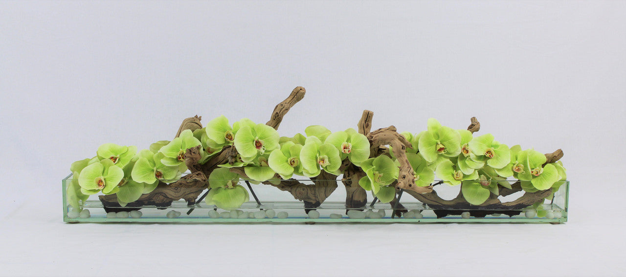 48″ Casa Moderna Glass Plate Planter with green Phalaenopsis orchids