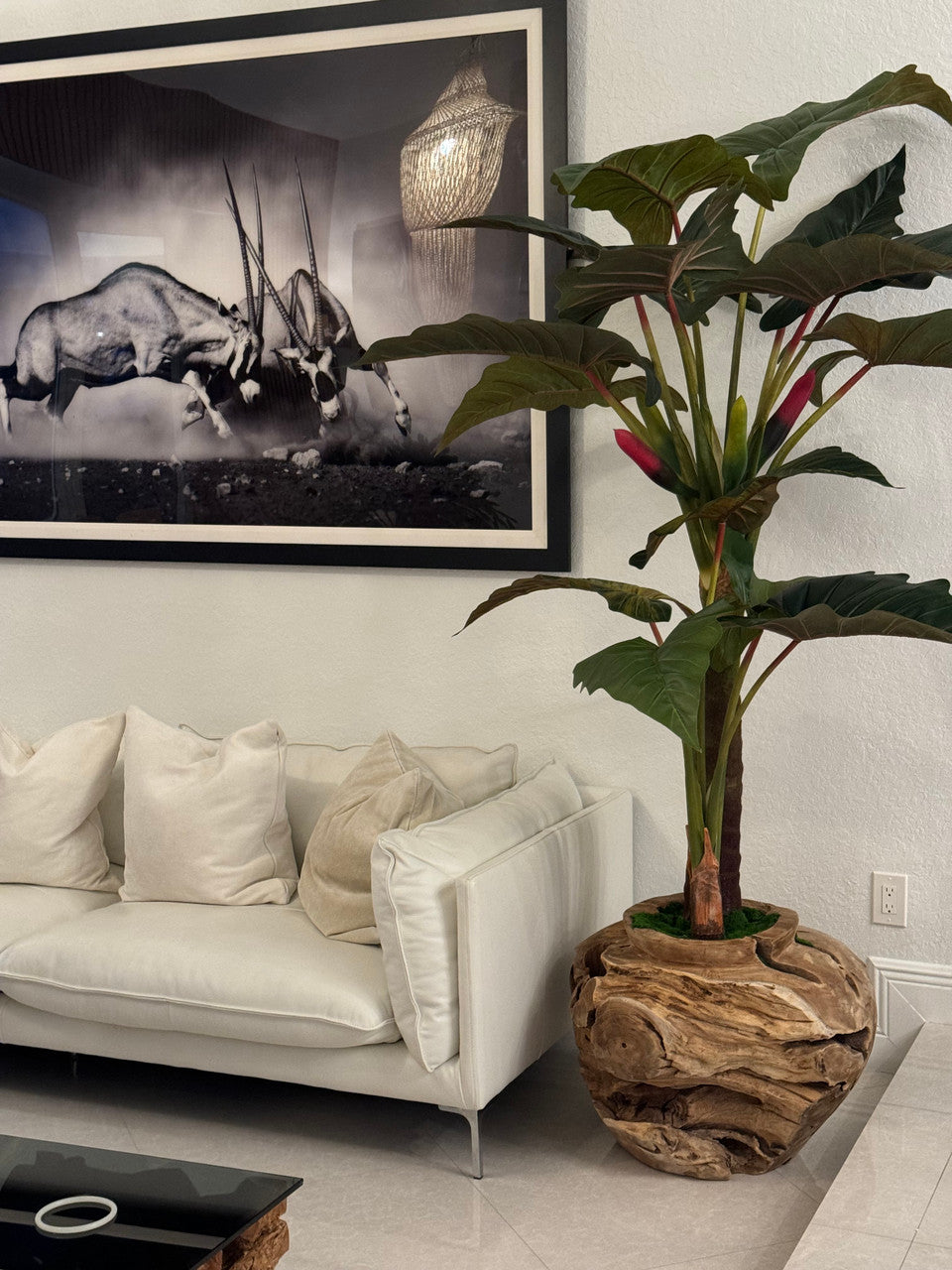 Oversized Teak Bowl with Alocacia Plant