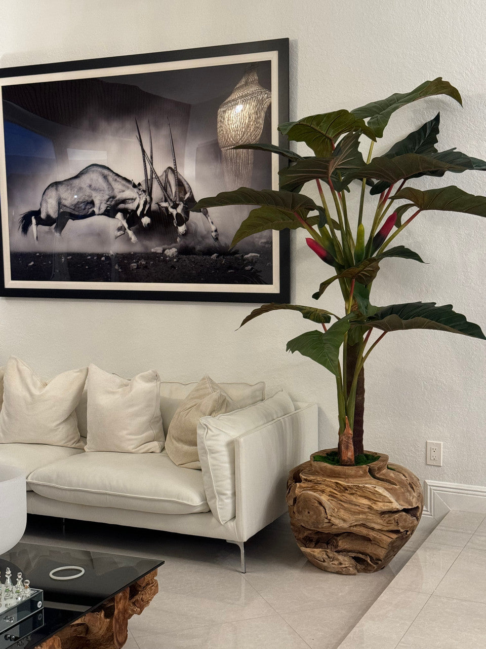 Oversized Teak Bowl with Alocacia Plant