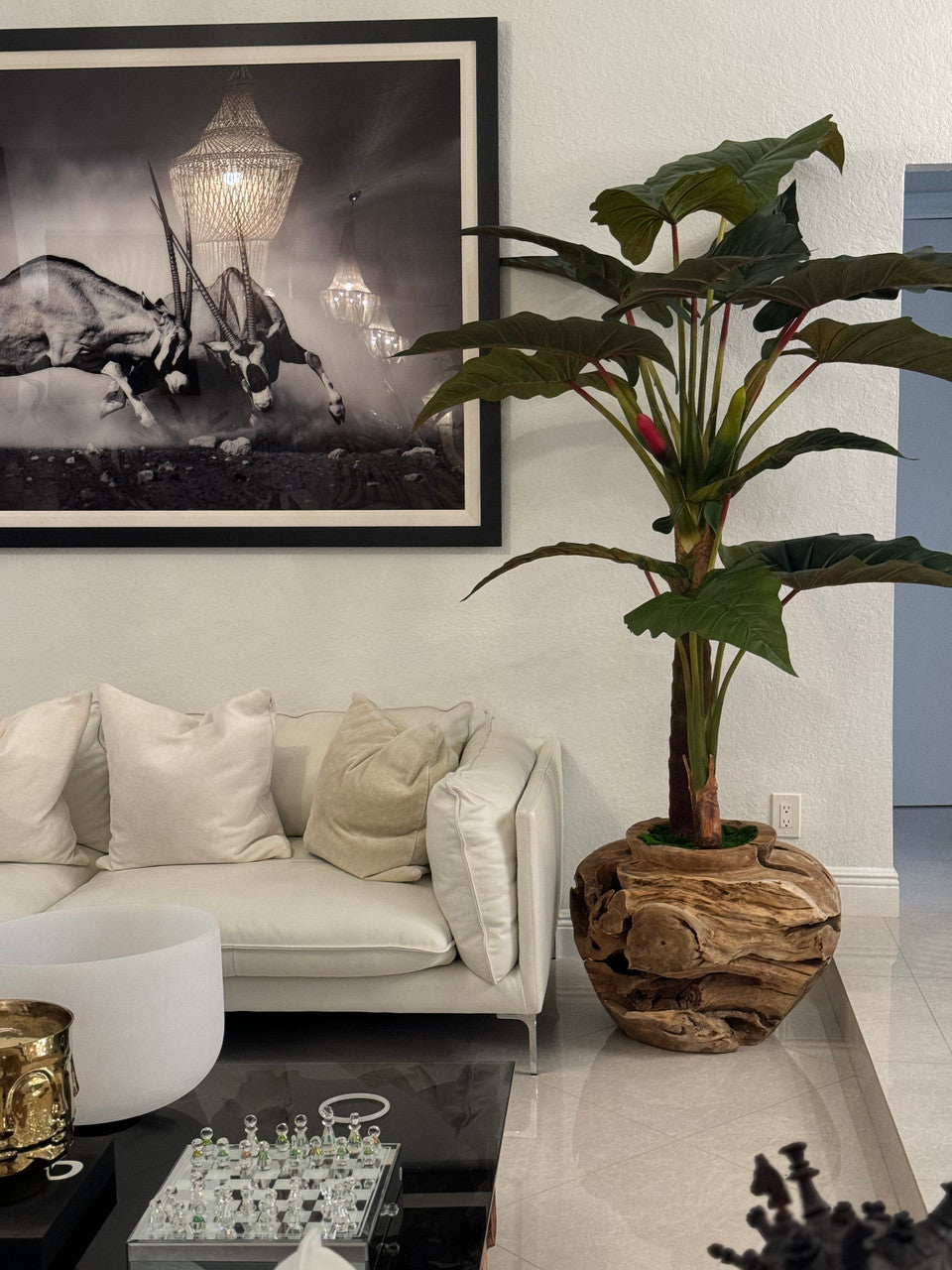 Oversized Teak Bowl with Alocacia Plant