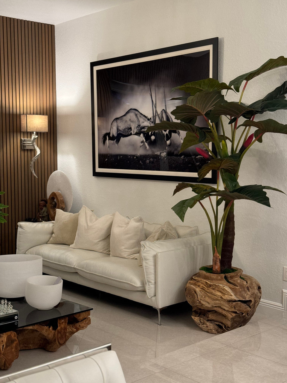 Oversized Teak Bowl with Alocacia Plant