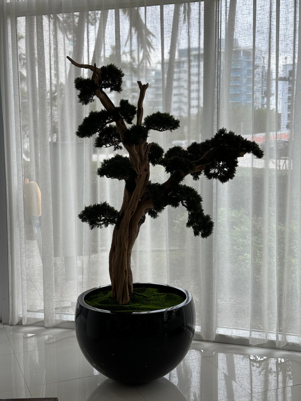 Trailing Bonsai in Glossy Black Terragona Planter