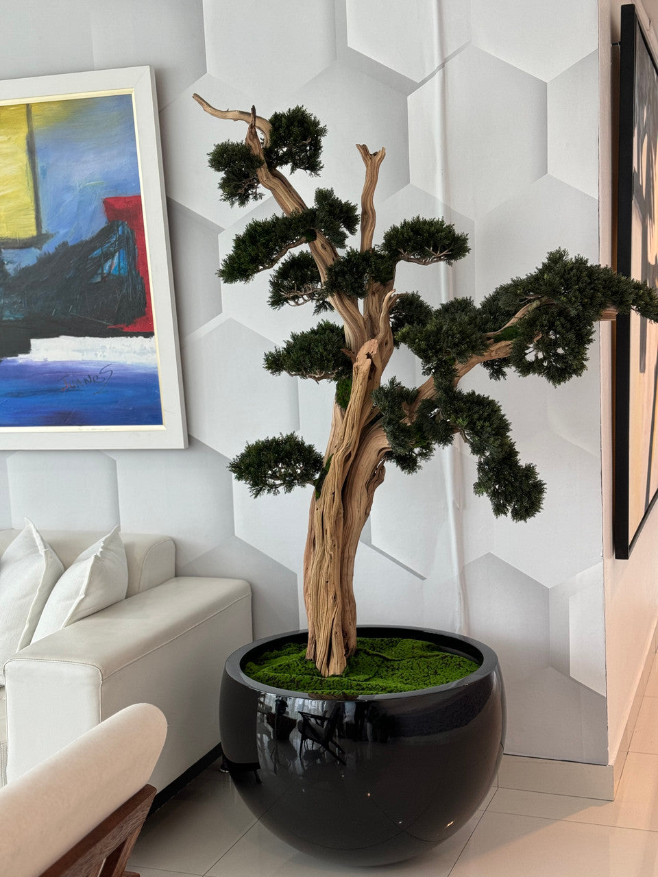 Trailing Bonsai in Glossy Black Terragona Planter