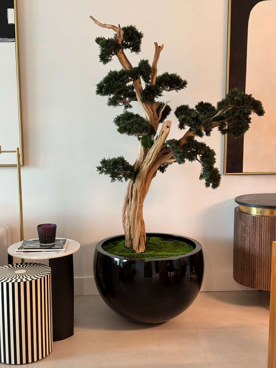 Trailing Bonsai in Glossy Black Terragona Planter