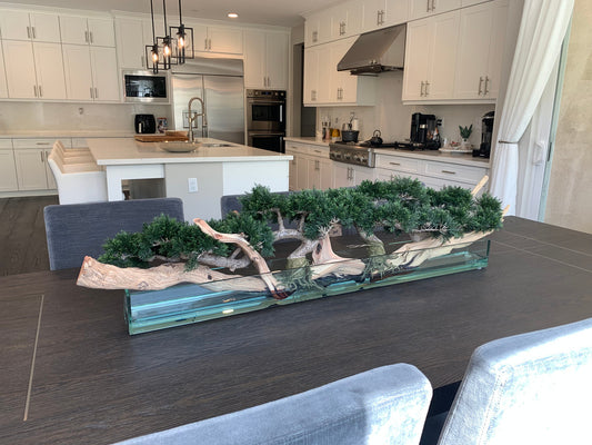 Trailing Cedar Bonsai on 36″ Glass Plate Planter