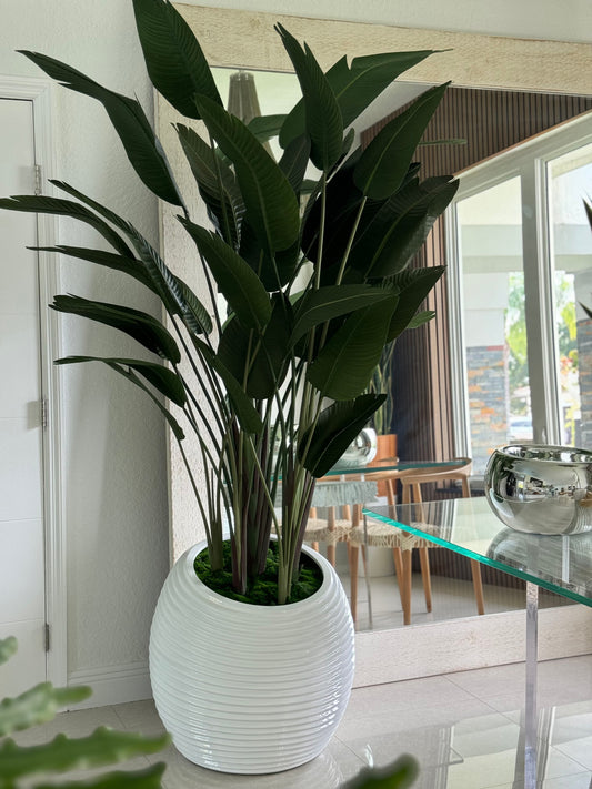 Bird of Paradise in White Spiral Planter