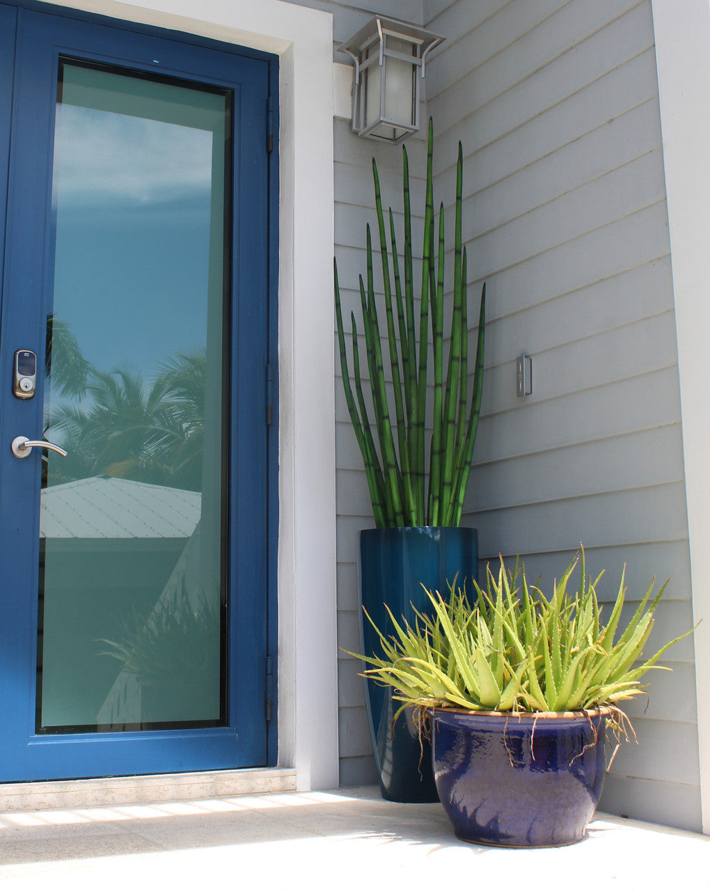 Snake grass (63″) with Dax L planter in dark teal